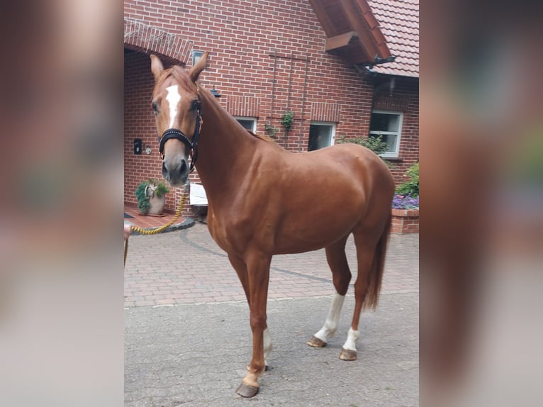 Westfaal Ruin 4 Jaar 160 cm Vos in Espelkamp