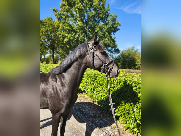 Westfaal Ruin 4 Jaar 163 cm Bruin in Legden