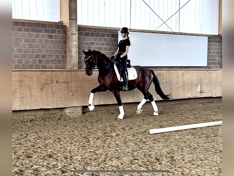 Westfaal Ruin 4 Jaar 163 cm Bruin in Xanten