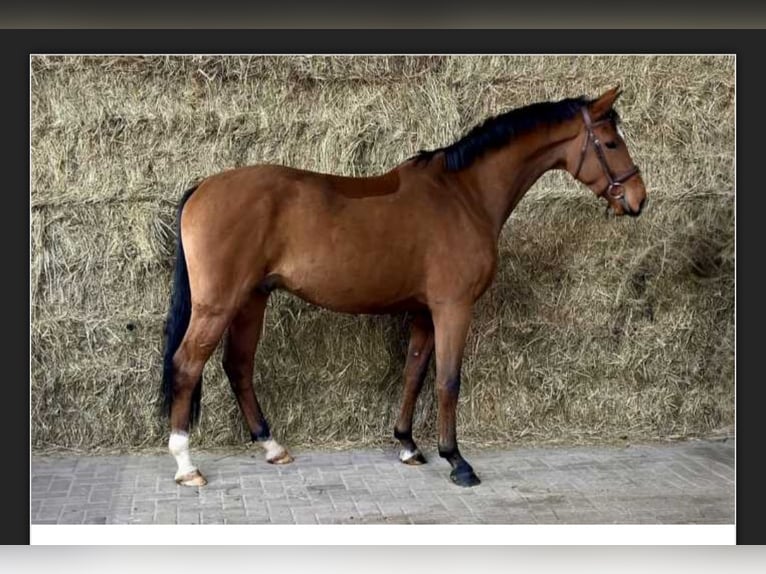 Westfaal Ruin 4 Jaar 163 cm Bruin in Oberstadion