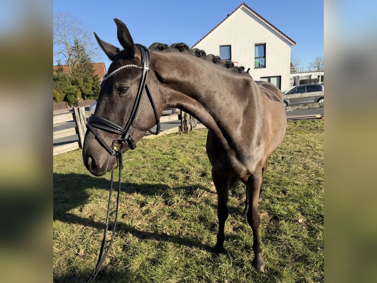 Westfaal Ruin 4 Jaar 163 cm Zwartbruin in Garbsen