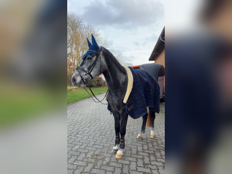 Westfaal Ruin 4 Jaar 163 cm Zwartschimmel in Hamm