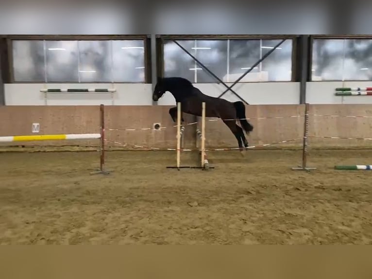 Westfaal Ruin 4 Jaar 164 cm Donkerbruin in Dortmund