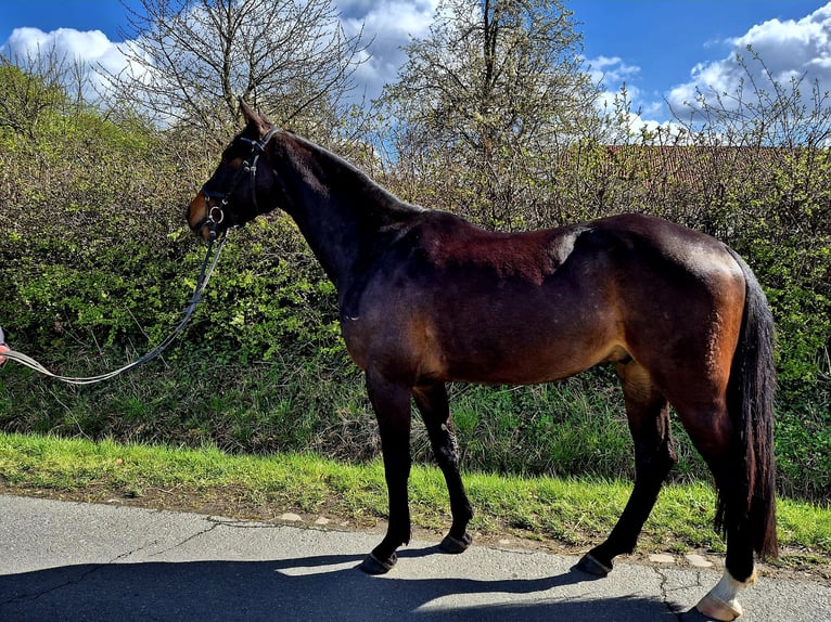 Westfaal Ruin 4 Jaar 164 cm Donkerbruin in Dortmund