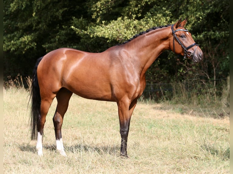 Westfaal Ruin 4 Jaar 165 cm Bruin in Nordwalde