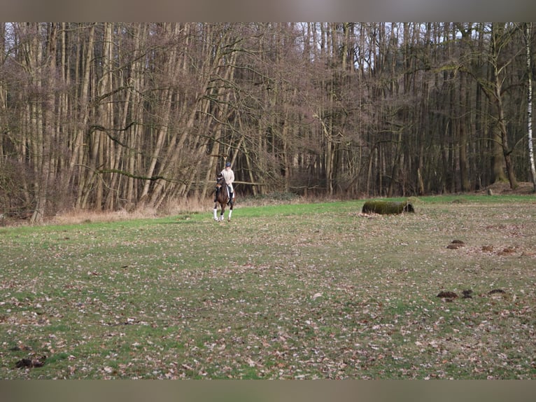 Westfaal Ruin 4 Jaar 165 cm Bruin in Fürstenau