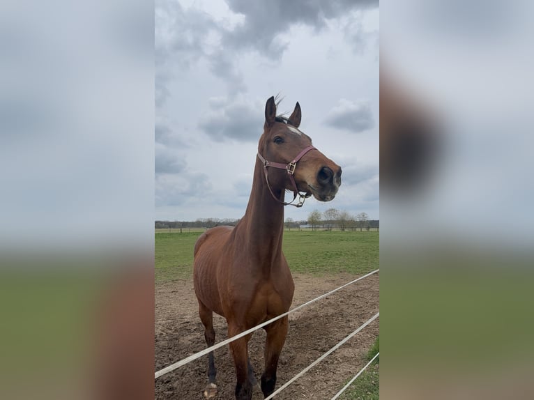 Westfaal Ruin 4 Jaar 165 cm Bruin in Uedem
