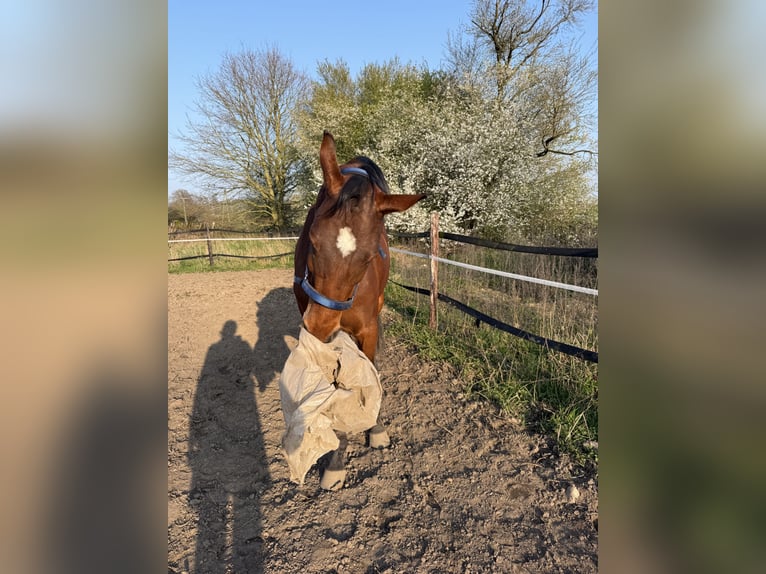Westfaal Ruin 4 Jaar 165 cm Bruin in Uedem