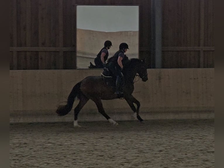 Westfaal Ruin 4 Jaar 165 cm Bruin in Herzogenaurach