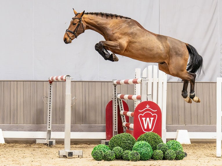 Westfaal Ruin 4 Jaar 165 cm Bruin in Münster-Handorf