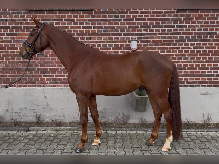 Westfaal Ruin 4 Jaar 165 cm Donkere-vos in Altenberge