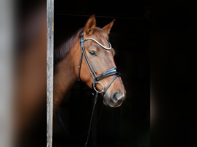 Westfaal Ruin 4 Jaar 165 cm Donkere-vos in Reichenbach