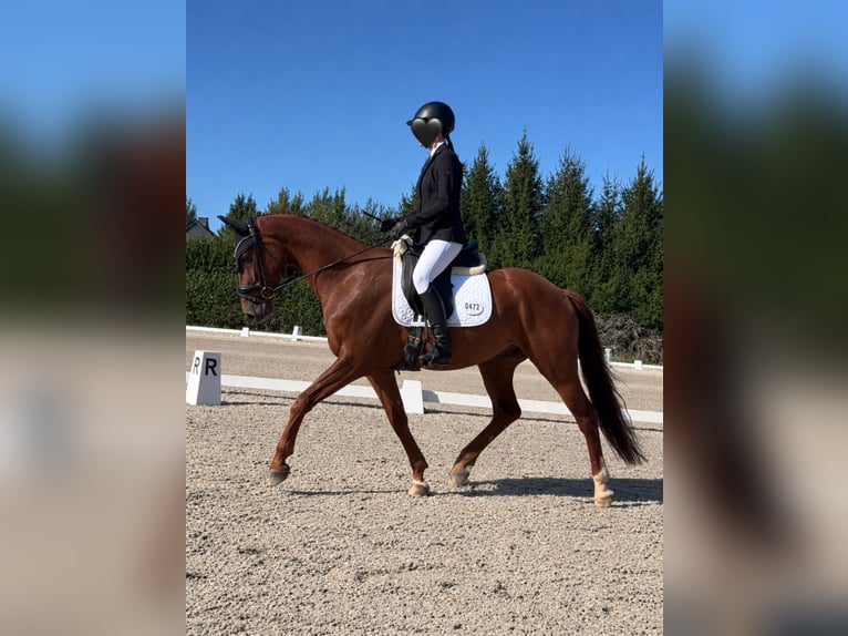 Westfaal Ruin 4 Jaar 165 cm Donkere-vos in Reichenbach