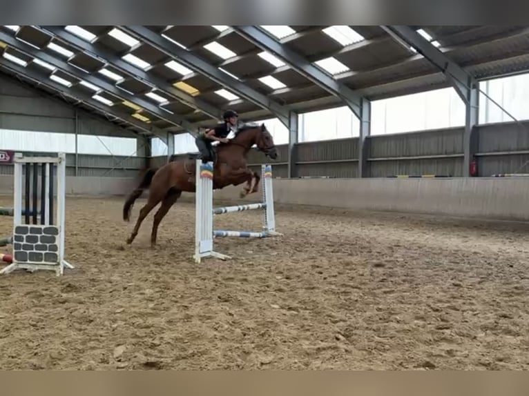 Westfaal Ruin 4 Jaar 165 cm Roodvos in Gummersbach