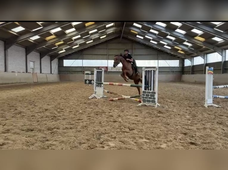 Westfaal Ruin 4 Jaar 165 cm Roodvos in Gummersbach