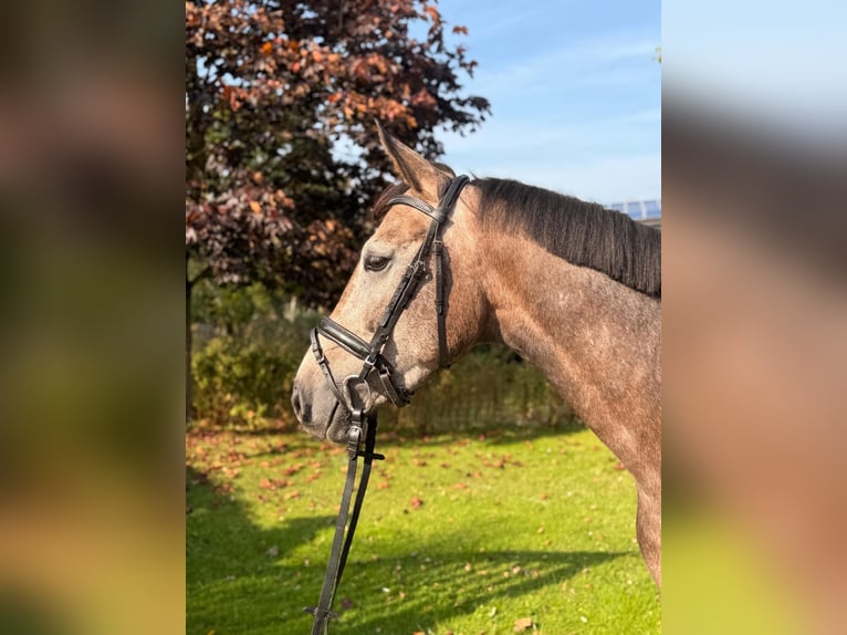 Westfaal Ruin 4 Jaar 165 cm Schimmel in Altenberge