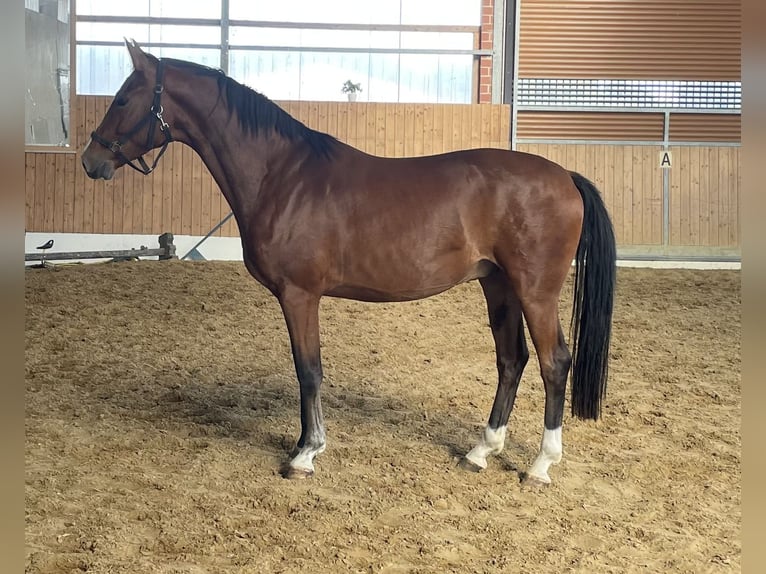Westfaal Ruin 4 Jaar 166 cm Bruin in Verl