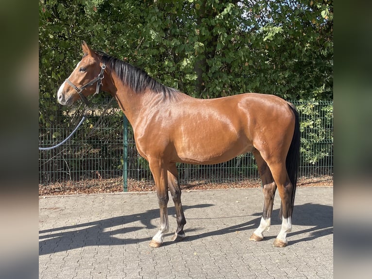 Westfaal Ruin 4 Jaar 166 cm Bruin in Verl