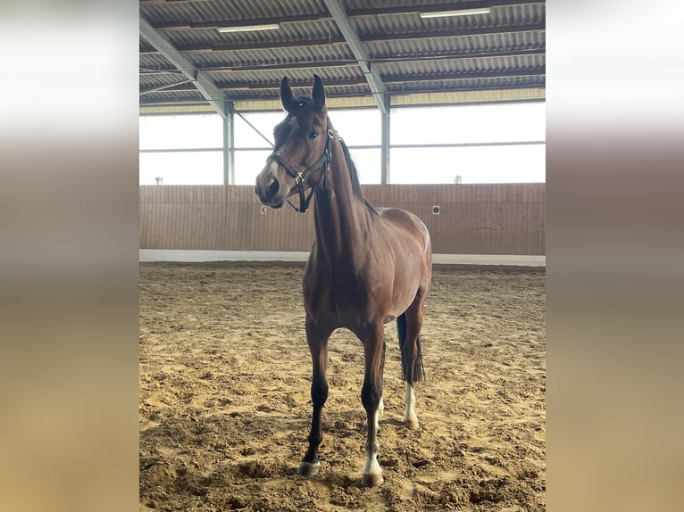 Westfaal Ruin 4 Jaar 166 cm Bruin in Verl