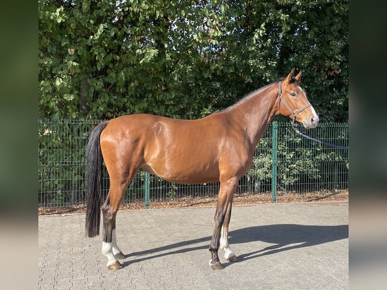 Westfaal Ruin 4 Jaar 166 cm Bruin in Verl