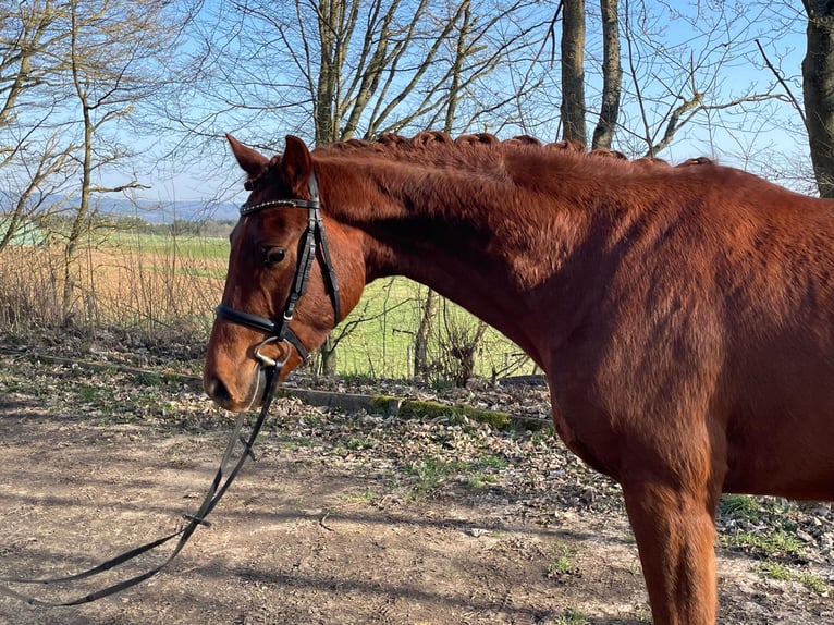 Westfaal Ruin 4 Jaar 166 cm Donkere-vos in Womrath