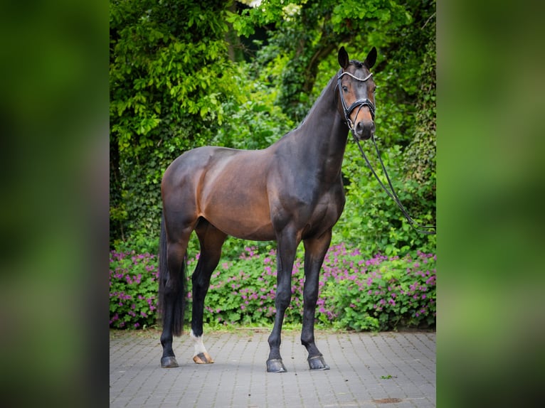 Westfaal Ruin 4 Jaar 167 cm Donkerbruin in Ostercappeln