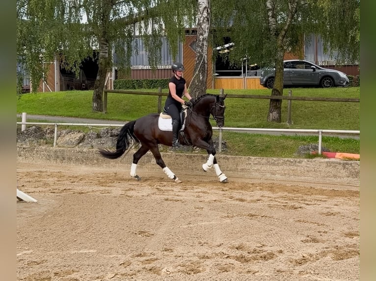 Westfaal Ruin 4 Jaar 167 cm Zwartbruin in Attendorn