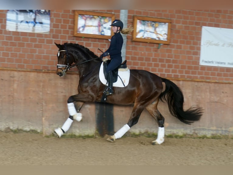 Westfaal Ruin 4 Jaar 168 cm Bruin in Paderborn