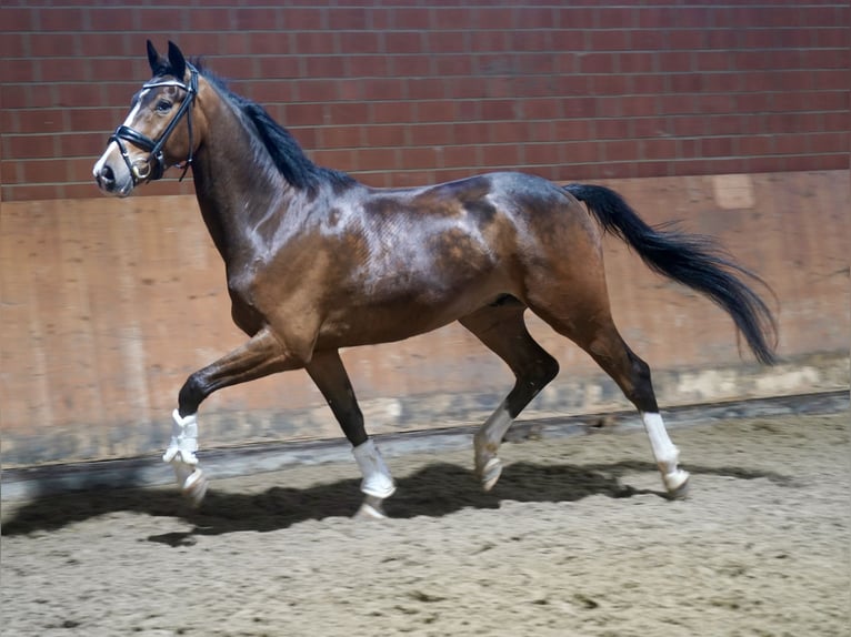 Westfaal Ruin 4 Jaar 168 cm Bruin in Paderborn
