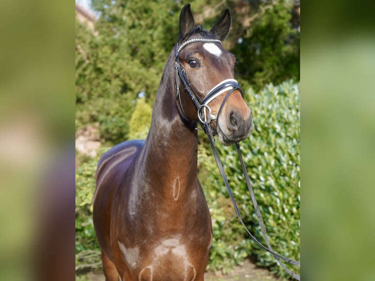 Westfaal Ruin 4 Jaar 168 cm Bruin in Paderborn