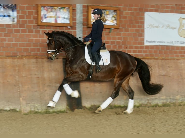 Westfaal Ruin 4 Jaar 168 cm Bruin in Paderborn