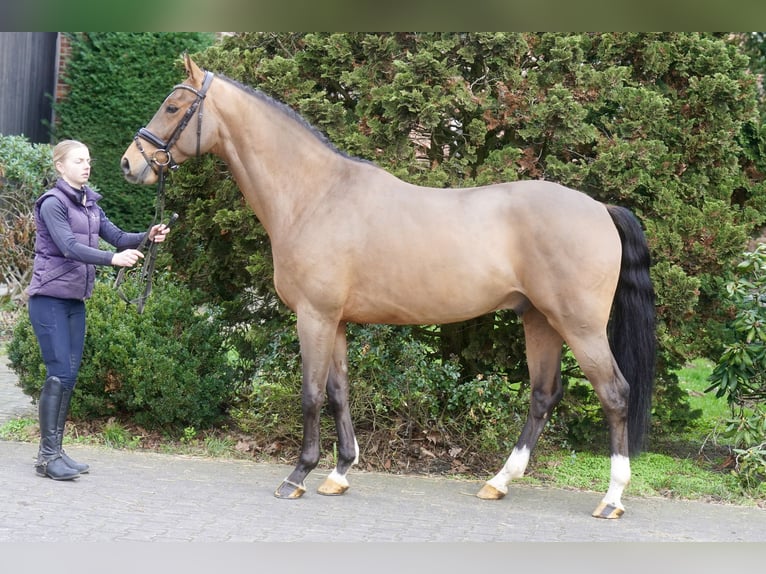 Westfaal Ruin 4 Jaar 168 cm Bruin in Paderborn