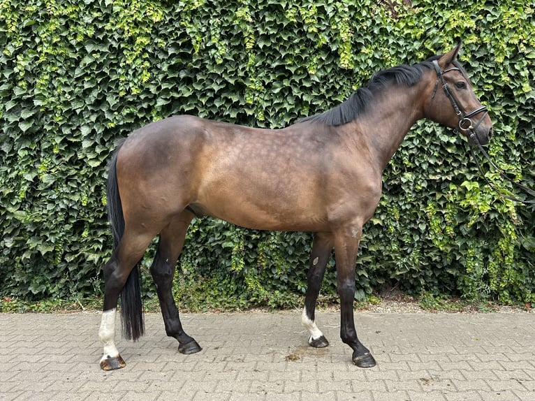Westfaal Ruin 4 Jaar 168 cm Bruin in Rees