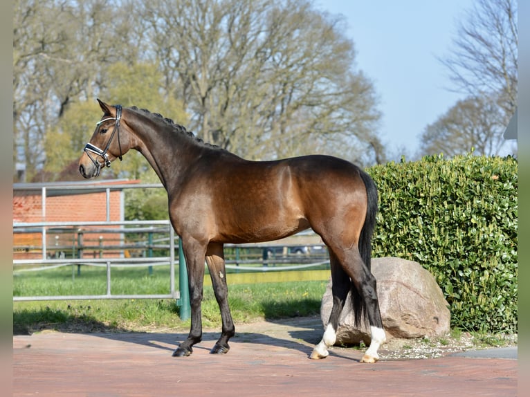 Westfaal Ruin 4 Jaar 168 cm Donkerbruin in Vechta