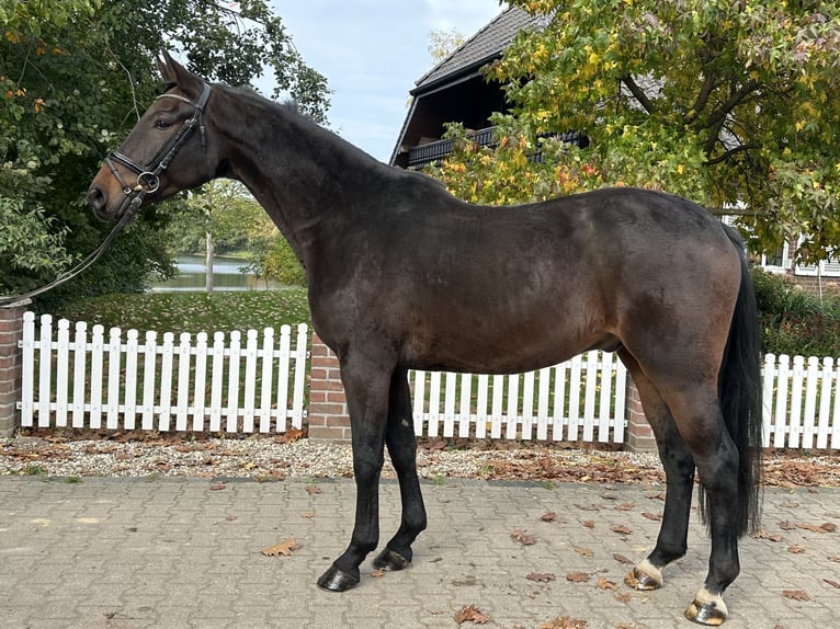 Westfaal Ruin 4 Jaar 169 cm Bruin in Rees