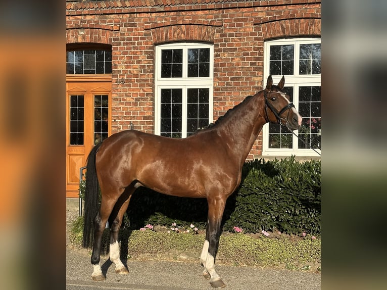 Westfaal Ruin 4 Jaar 169 cm Bruin in Sassenberg