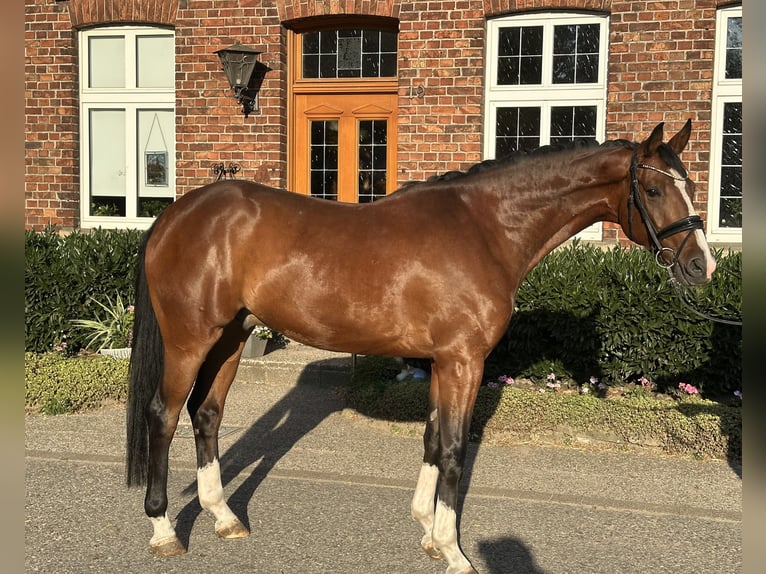 Westfaal Ruin 4 Jaar 169 cm Bruin in Sassenberg