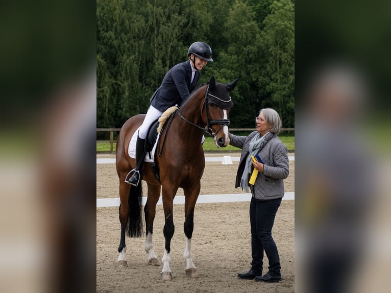 Westfaal Ruin 4 Jaar 169 cm Bruin in Sassenberg