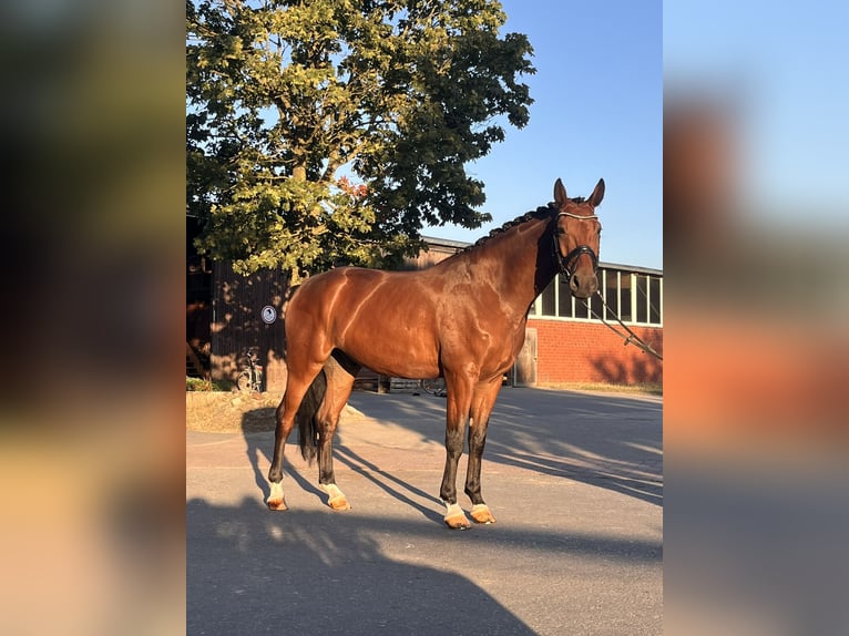 Westfaal Ruin 4 Jaar 169 cm Bruin in Greven
