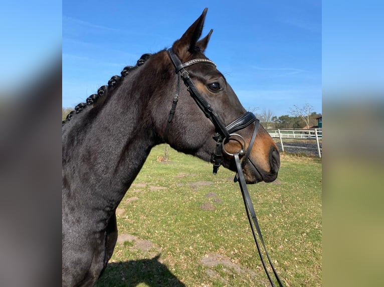 Westfaal Ruin 4 Jaar 169 cm Zwartbruin in Heemsloh