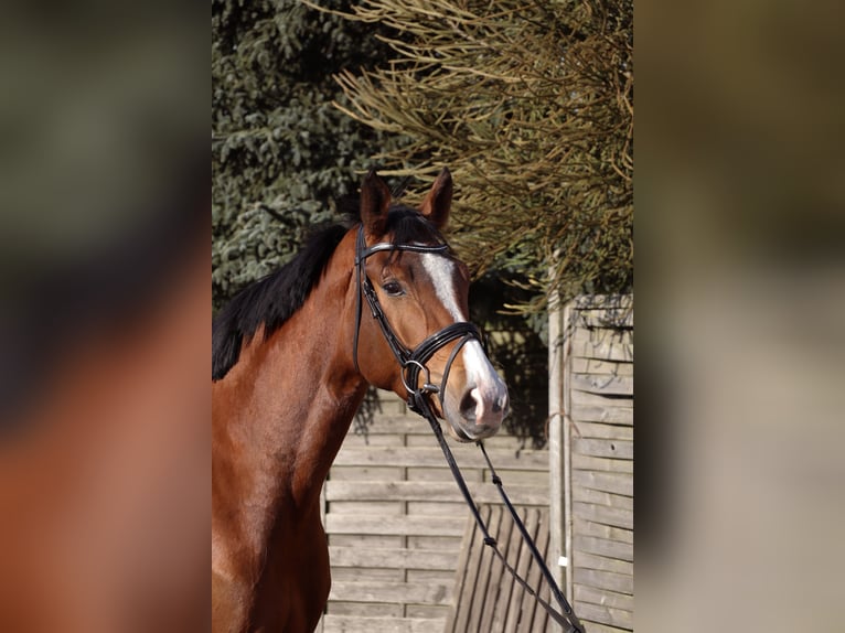 Westfaal Ruin 4 Jaar 170 cm Bruin in Schalksmühle