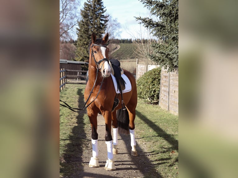 Westfaal Ruin 4 Jaar 170 cm Bruin in Schalksmühle