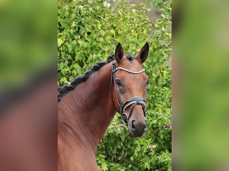 Westfaal Ruin 4 Jaar 170 cm Bruin in Werne