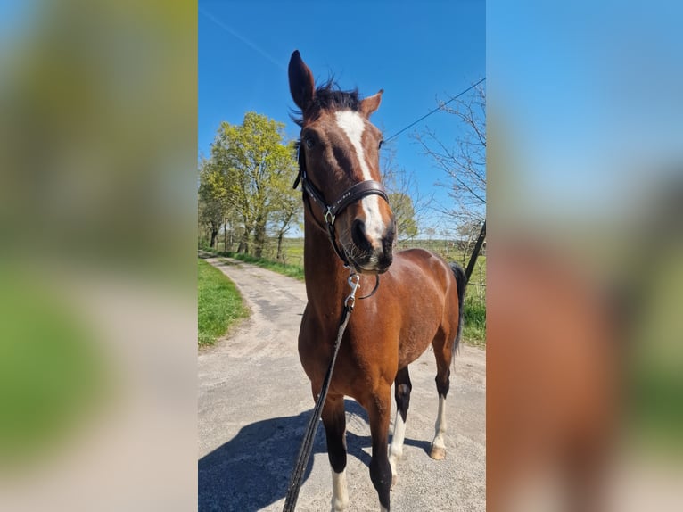Westfaal Ruin 4 Jaar 170 cm Bruin in Ibbenbüren