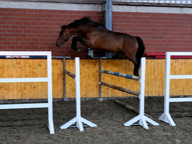 Westfaal Ruin 4 Jaar 170 cm Bruin in Benken ZH