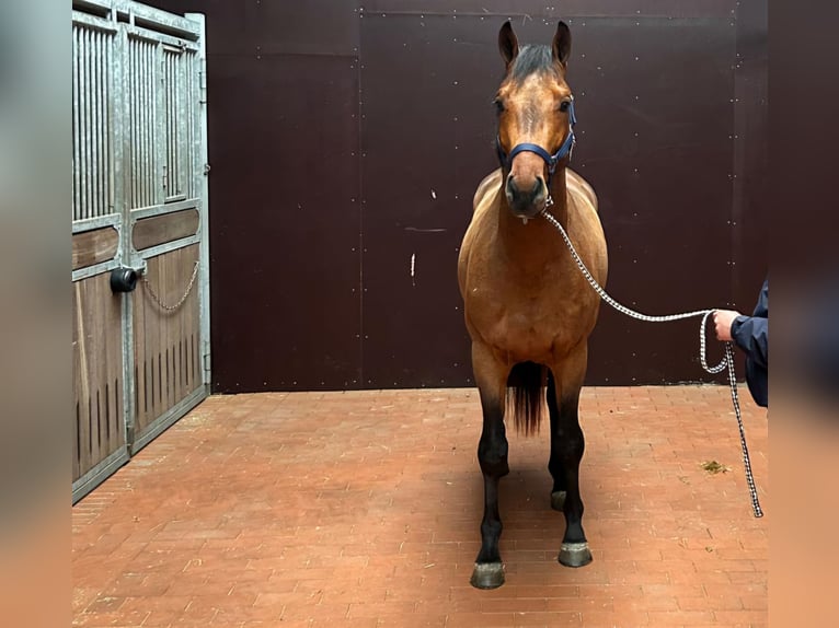 Westfaal Ruin 4 Jaar 170 cm Bruin in Benken ZH