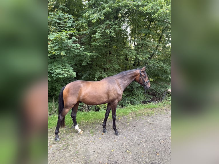 Westfaal Ruin 4 Jaar 170 cm Donkerbruin in Wilhelmshaven