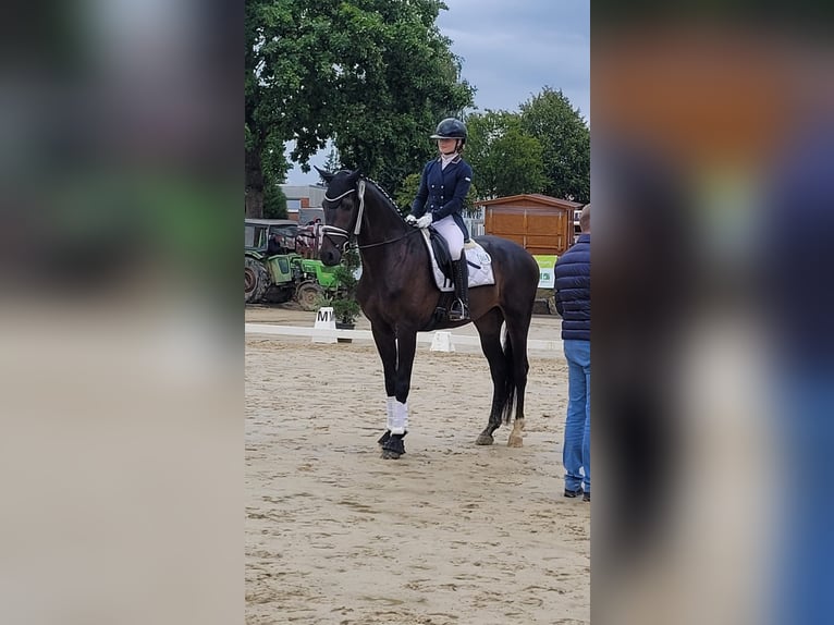 Westfaal Ruin 4 Jaar 170 cm Donkerbruin in Welver