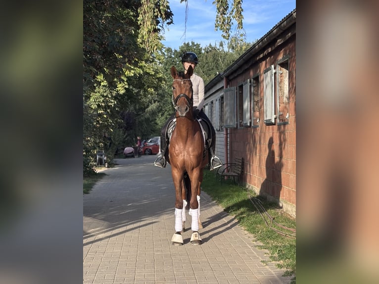 Westfaal Ruin 4 Jaar 170 cm Donkere-vos in HofgeismarHofgeismar