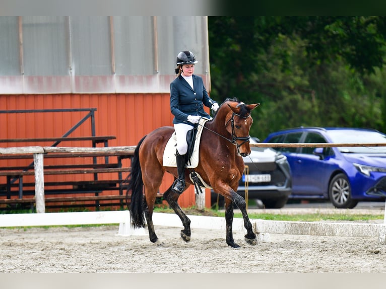 Westfaal Ruin 4 Jaar 170 cm Roodbruin in székesfehérvár